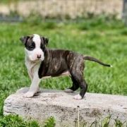  BEGONIA TUBERHYBRIDA American Heart