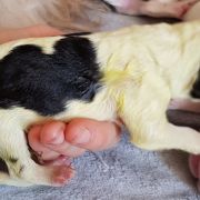 Believe in Magic Collis Amores