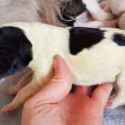 Believe in Magic Collis Amores