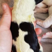 Believe in Magic Collis Amores