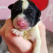 Believe in Magic Collis Amores