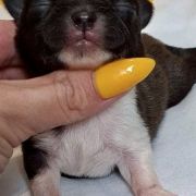Bella Ciao