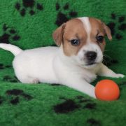 BELLA Herbu Piorun (FCI)