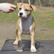 BELLA ROCKET BABE FCI 