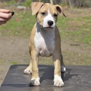 BELLA ROCKET BABE FCI 