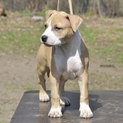 BELLA ROCKET BABE FCI 