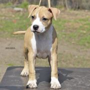 BELLA ROCKET BABE FCI 