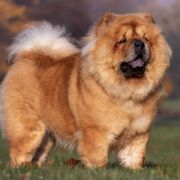 Bellissima z Ogrodów Tybetu FCI 