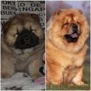 Bellissima z Ogrodów Tybetu FCI 2