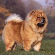 Bellissima z Ogrodów Tybetu FCI 3