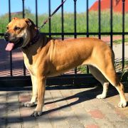 BENDIS Corde Bellator(FCI) 3