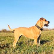 BENDIS Corde Bellator(FCI) 4