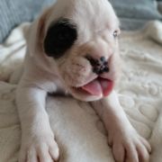 BENELLI Madhause FCI