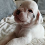 BENELLI Madhause FCI