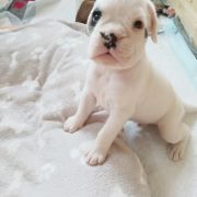 BENELLI Madhause FCI