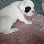 BENELLI Madhause FCI