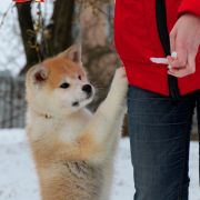 BENJAMIN SENZO NO REI