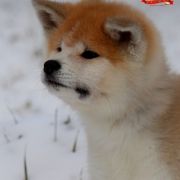 BENJAMIN SENZO NO REI