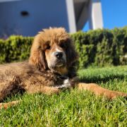 BENJI Fear Faire (FCI)