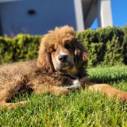 BENJI Fear Faire (FCI)