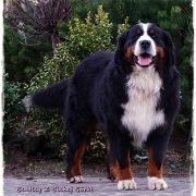 Bentley z Cichej Górki