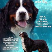 Bentley z Cichej Górki 3