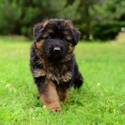  Bera Arkam Team FCI 2