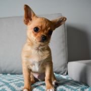 BERIC z Dorzecza FCI