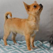 BERIC z Dorzecza FCI