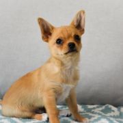 BERIC z Dorzecza FCI