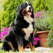 Bernewa's Harmony BY MARINA 