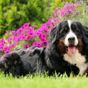 Bernewa's Harmony BY MARINA 2