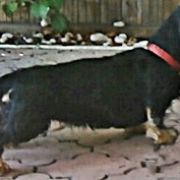 BERTA z Łobuzerskiej Ferajny