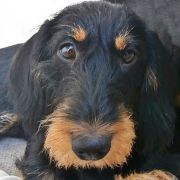 BERTA z Łobuzerskiej Ferajny