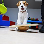 Ch.PL Best Jack ILLUSIA