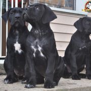 BESTSELLER Your Destiny FCI