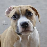 BETHANY ROCKET BABE FCI 