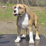 BETHANY ROCKET BABE FCI 