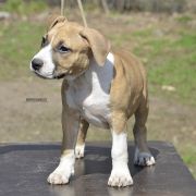 BETHANY ROCKET BABE FCI 