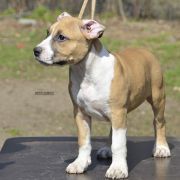 BETHANY ROCKET BABE FCI 