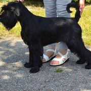 BETTY BARCLAY Elfara Poland FCI 