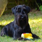 BETTY BARCLAY Elfara Poland FCI 2