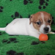 BETTY Herbu Piorun (FCI)