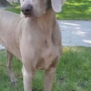 Dalia z Lasów Preczowskich