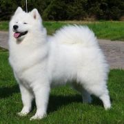 LIGHT PRINCESS Give me a Paw FCI