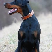 Aurora Valle di Rose - Doberman