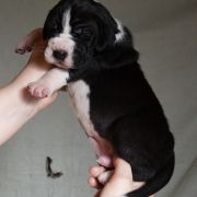 SOFOKLES Czar Olbrzyma