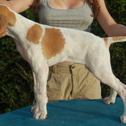 Hayes Beskid Point (FCI) 