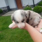 Dentix Jodłowy Border