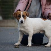 Sasquehanna (FCI) PUCEK